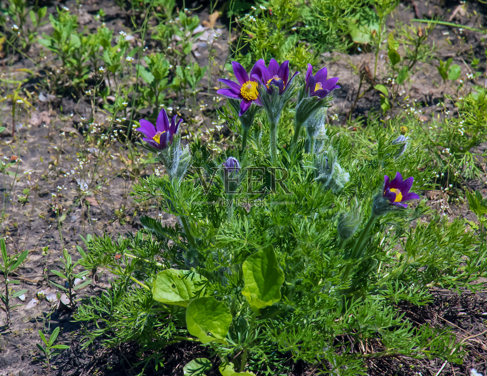 春天花园里美丽的白头翁。白头翁(pulsatila vulgaris)是毛茛科毛茛科的开花植物。照片摄影图片
