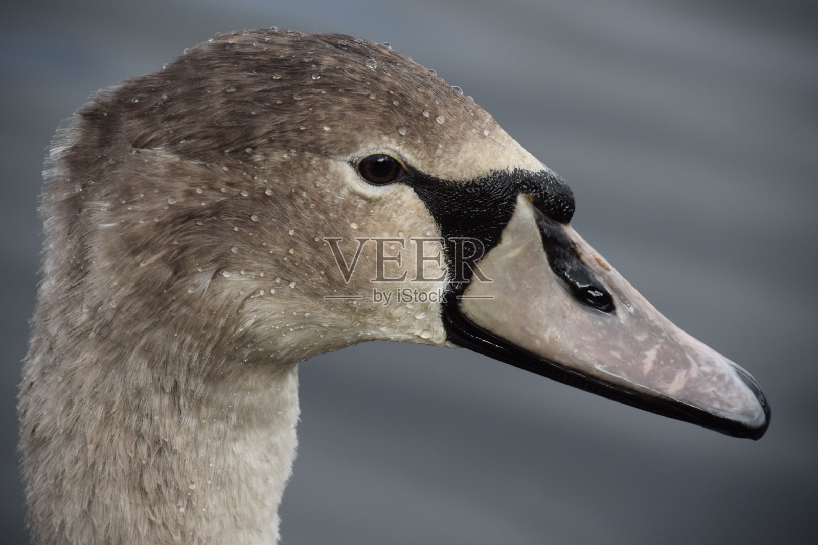 小天鹅天鹅照片摄影图片