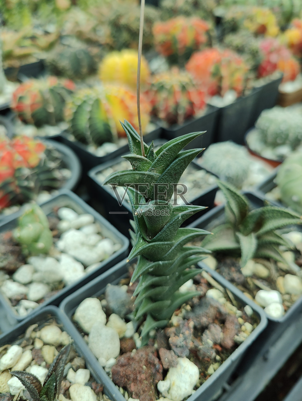 迷你仙人掌和多肉植物在苗圃照片摄影图片