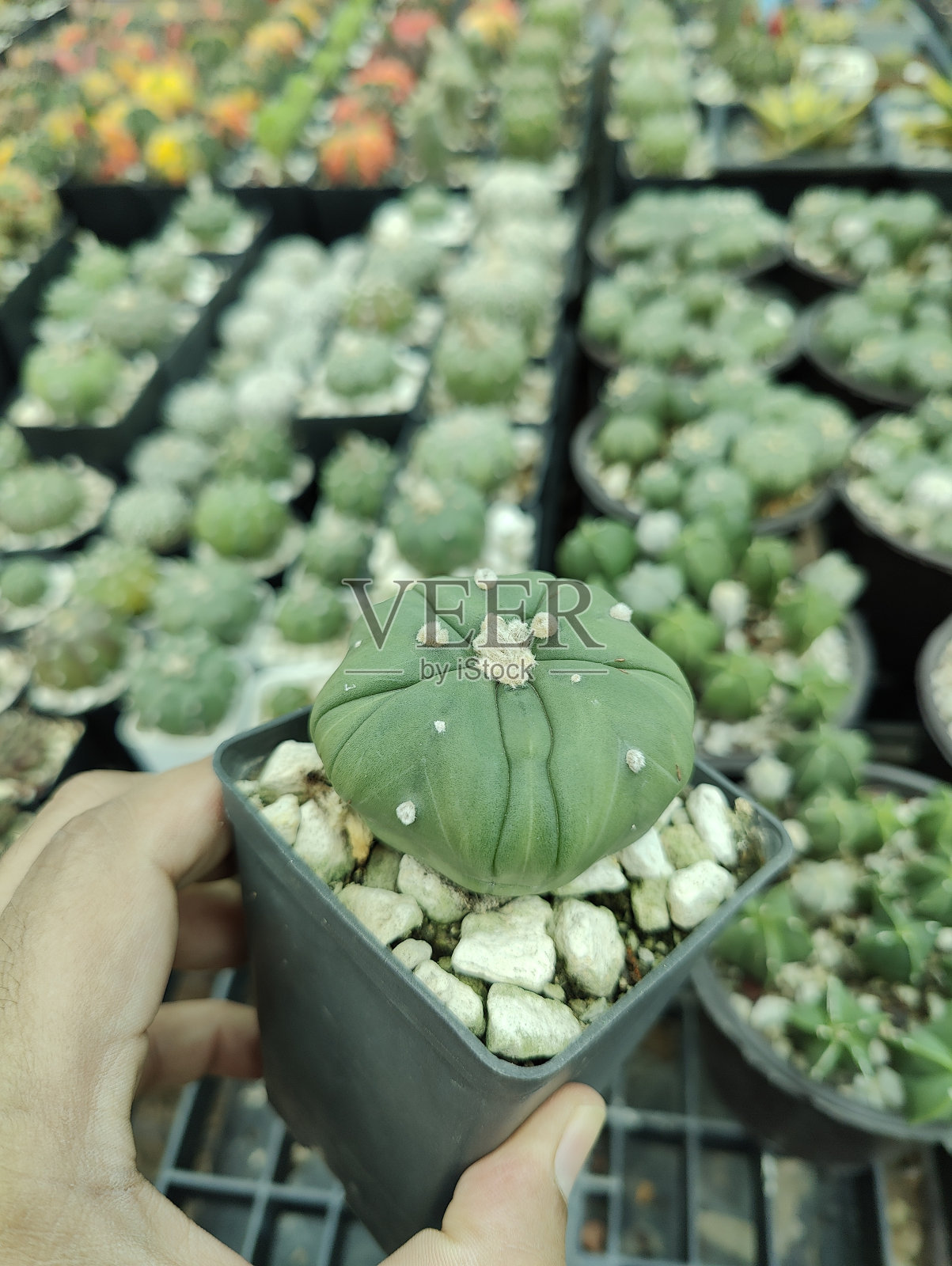 迷你仙人掌和多肉植物在苗圃照片摄影图片