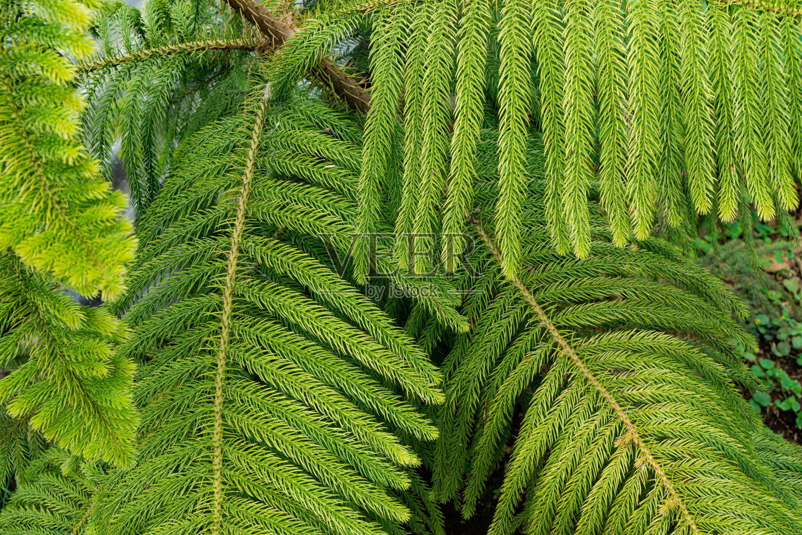 诺福克岛松树的叶子和树枝照片摄影图片