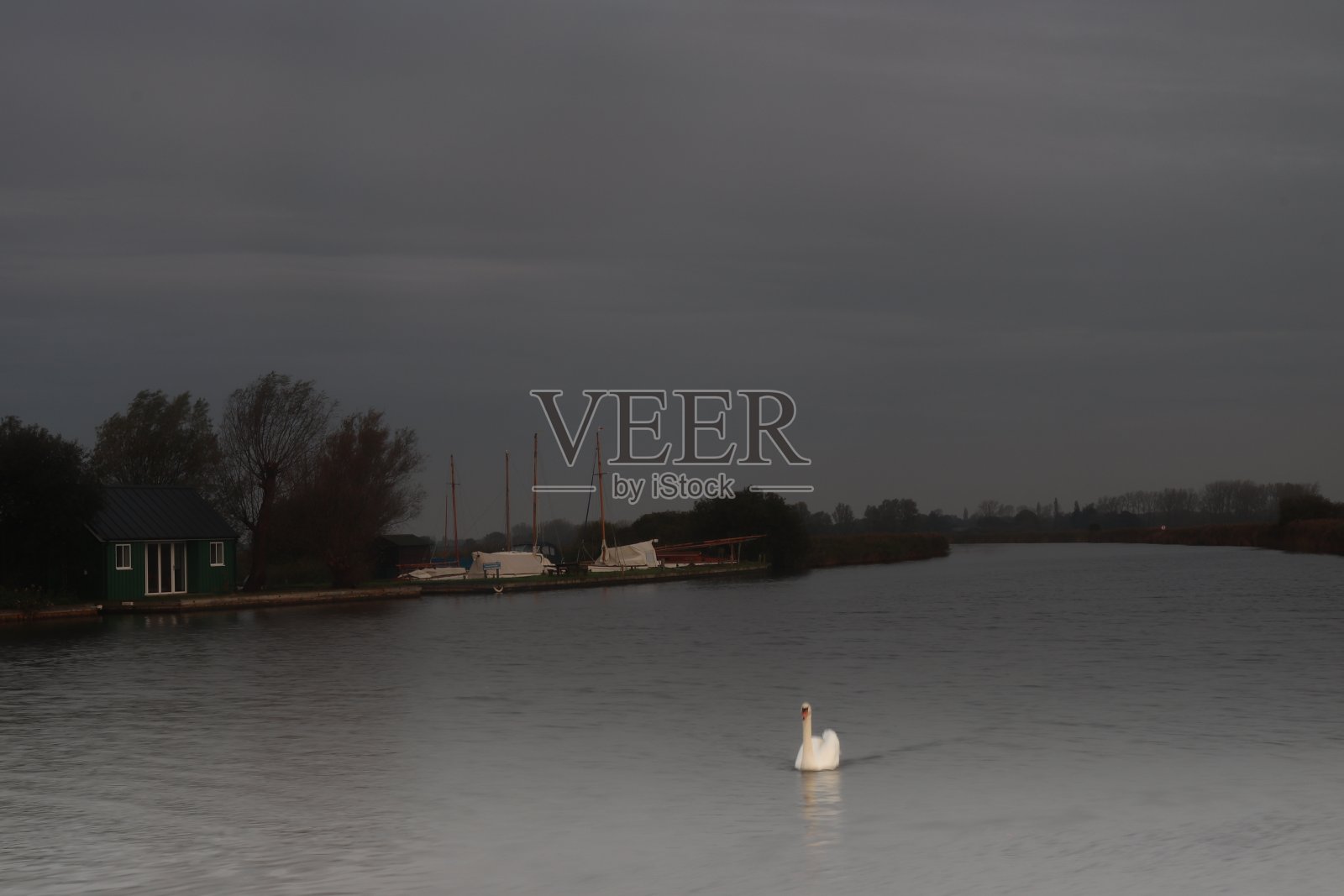 诺福克河滩上的天鹅照片摄影图片