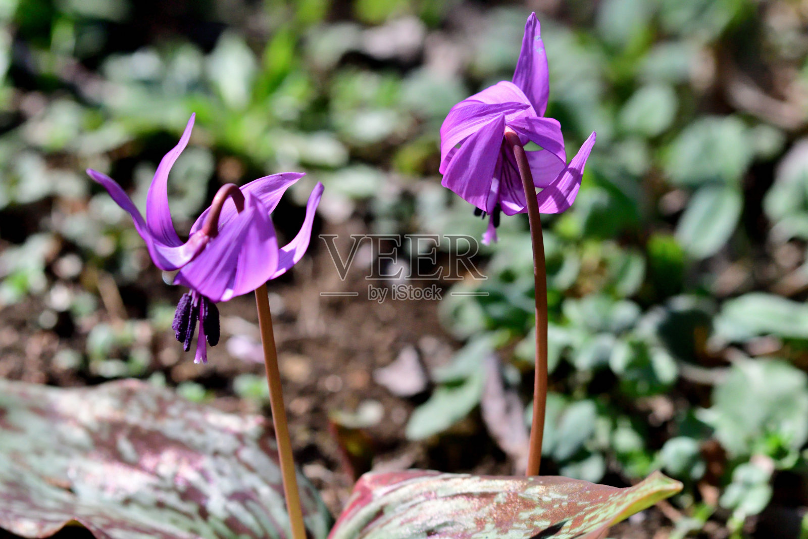 日本赤草/亚洲小鹿百合/狗牙紫罗兰:迷人的多年生花朵，优雅，下垂，淡紫色，每茎一朵照片摄影图片