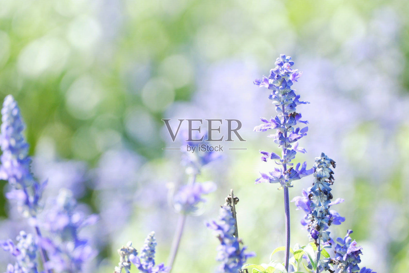 可爱的鼠尾草花照片摄影图片