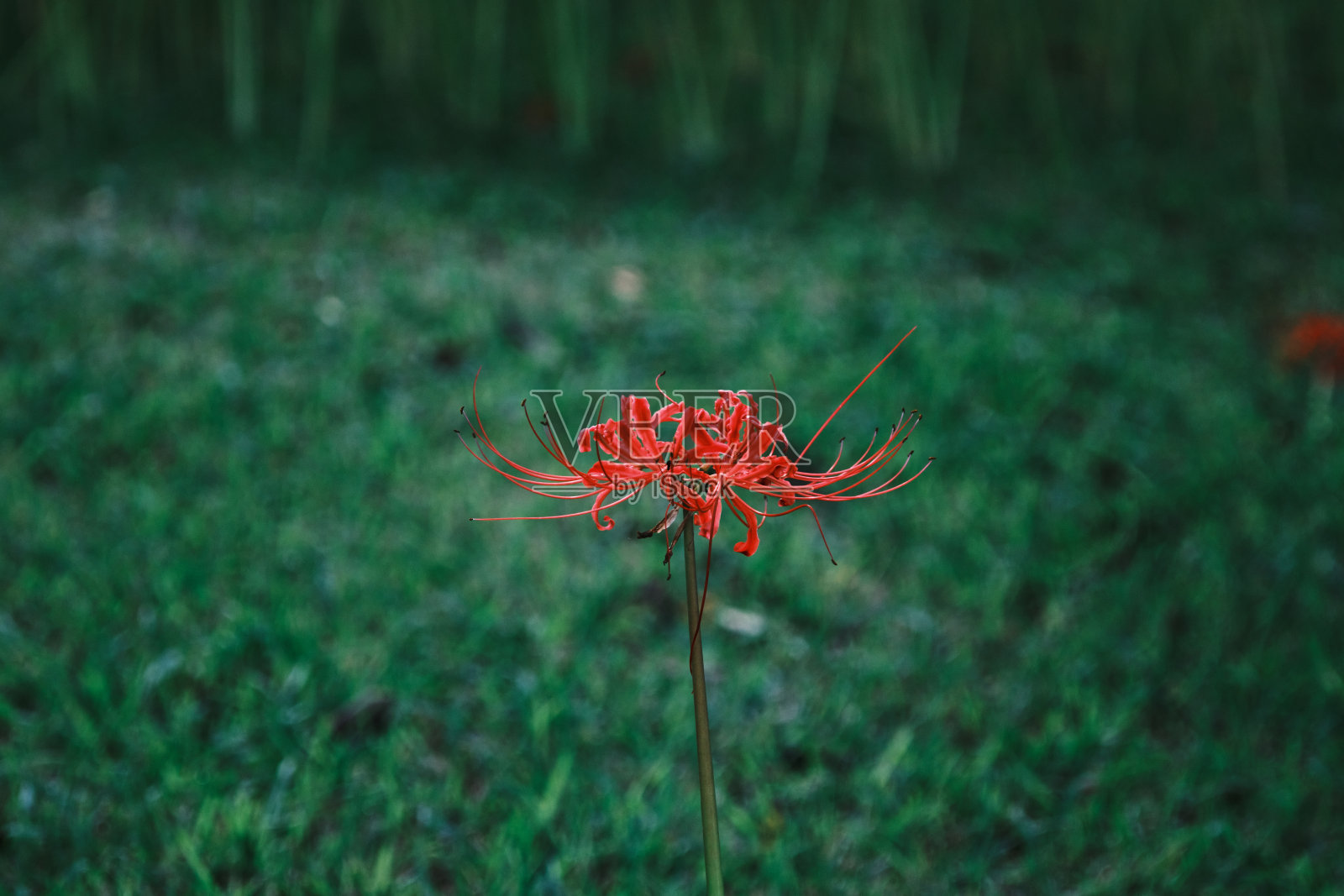 一朵美丽的蜘蛛百合照片摄影图片