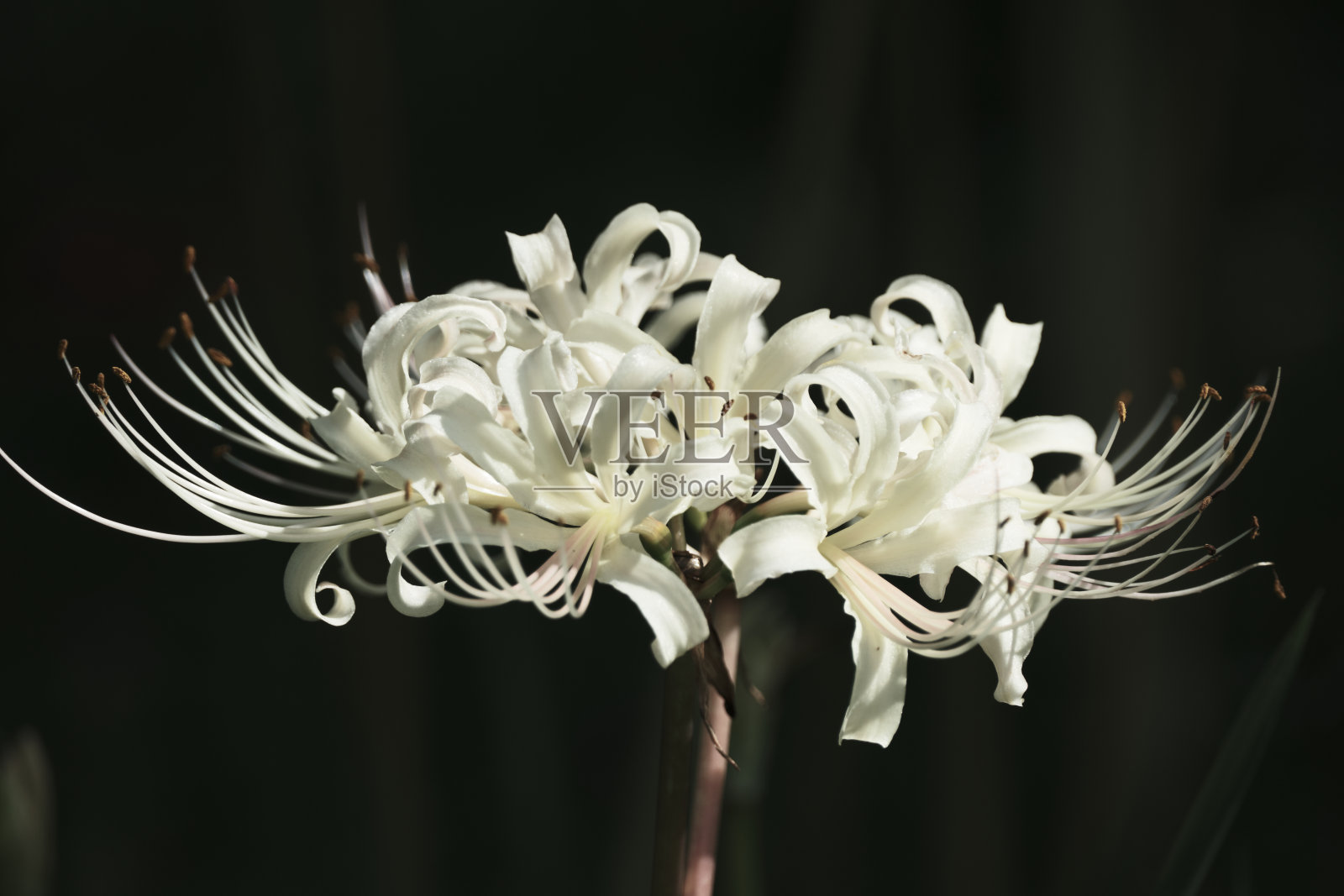 黑色背景的红蜘蛛百合照片摄影图片