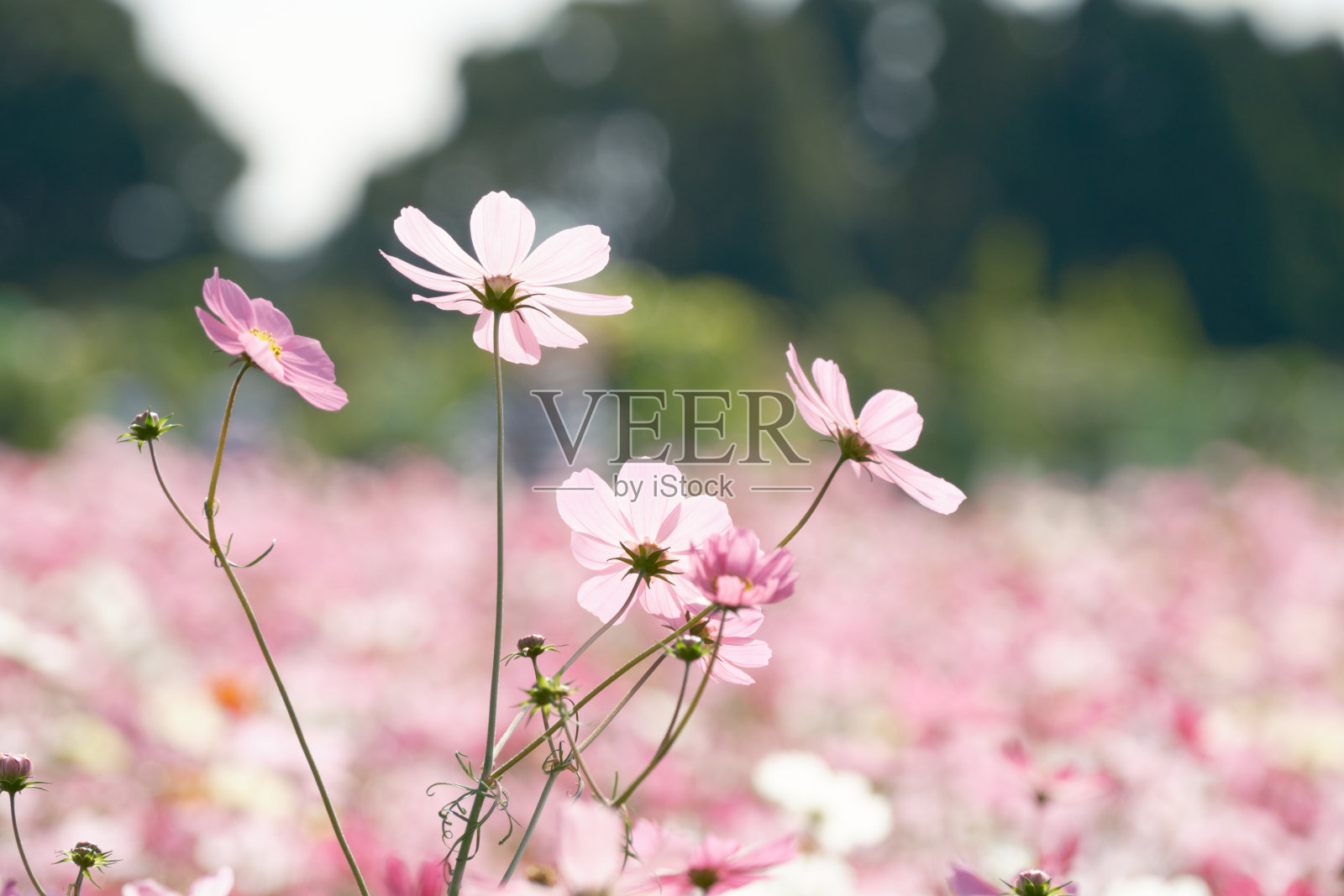 宇宙染成淡粉色照片摄影图片