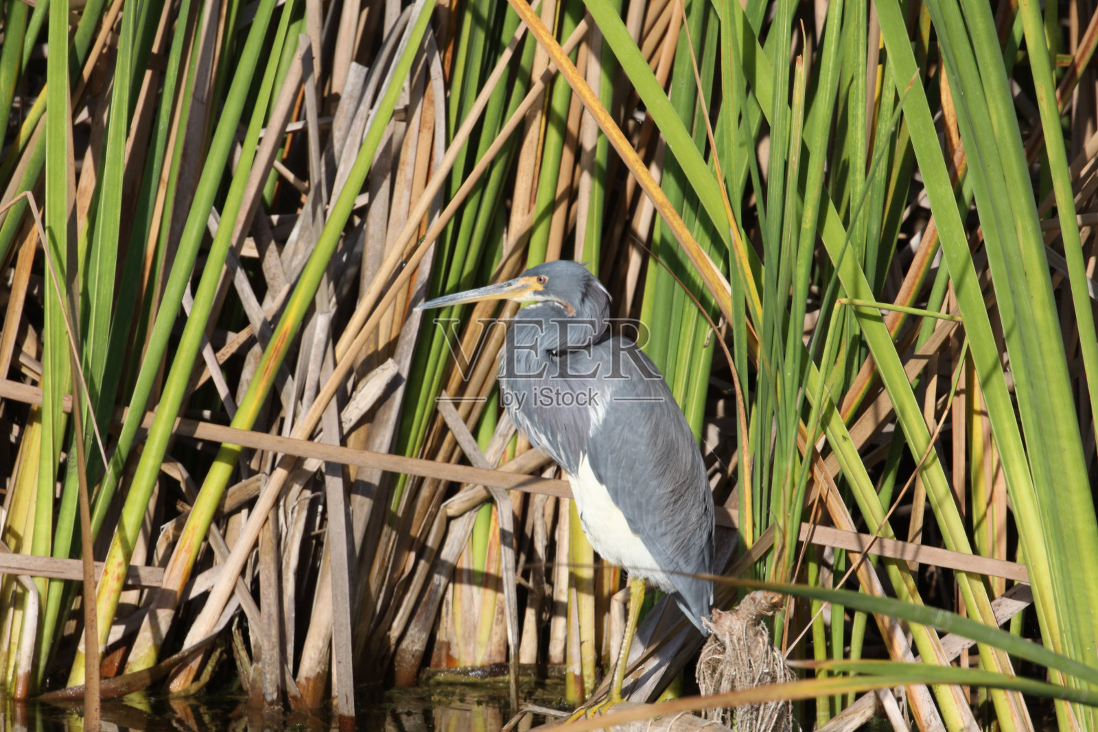 2023年10月28日，佛罗里达州阿普卡湖野生动物大道照片摄影图片