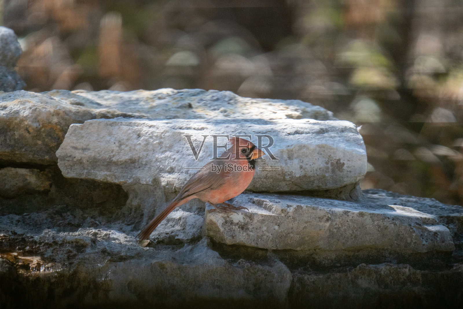 给你和我的粉色小红雀照片摄影图片