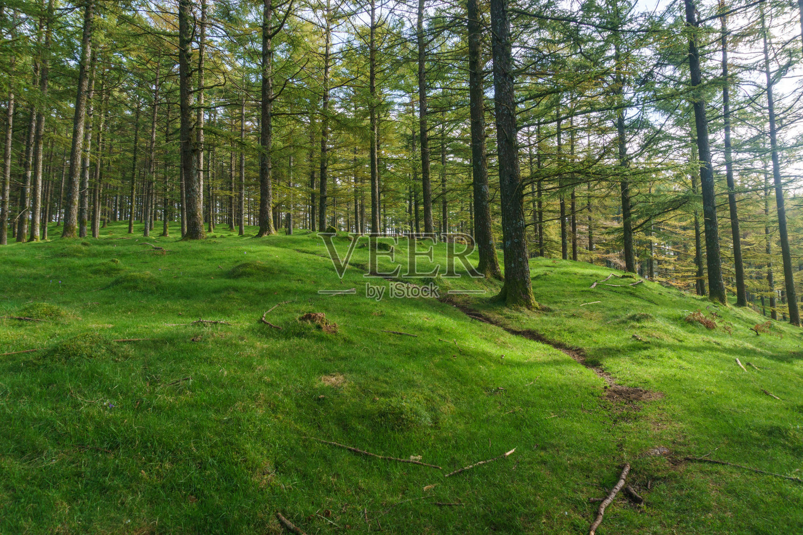 美丽的树木在自然公园的森林里，Aiako Harria或Penas de Aya, Guipuzcoa巴斯克地区照片摄影图片