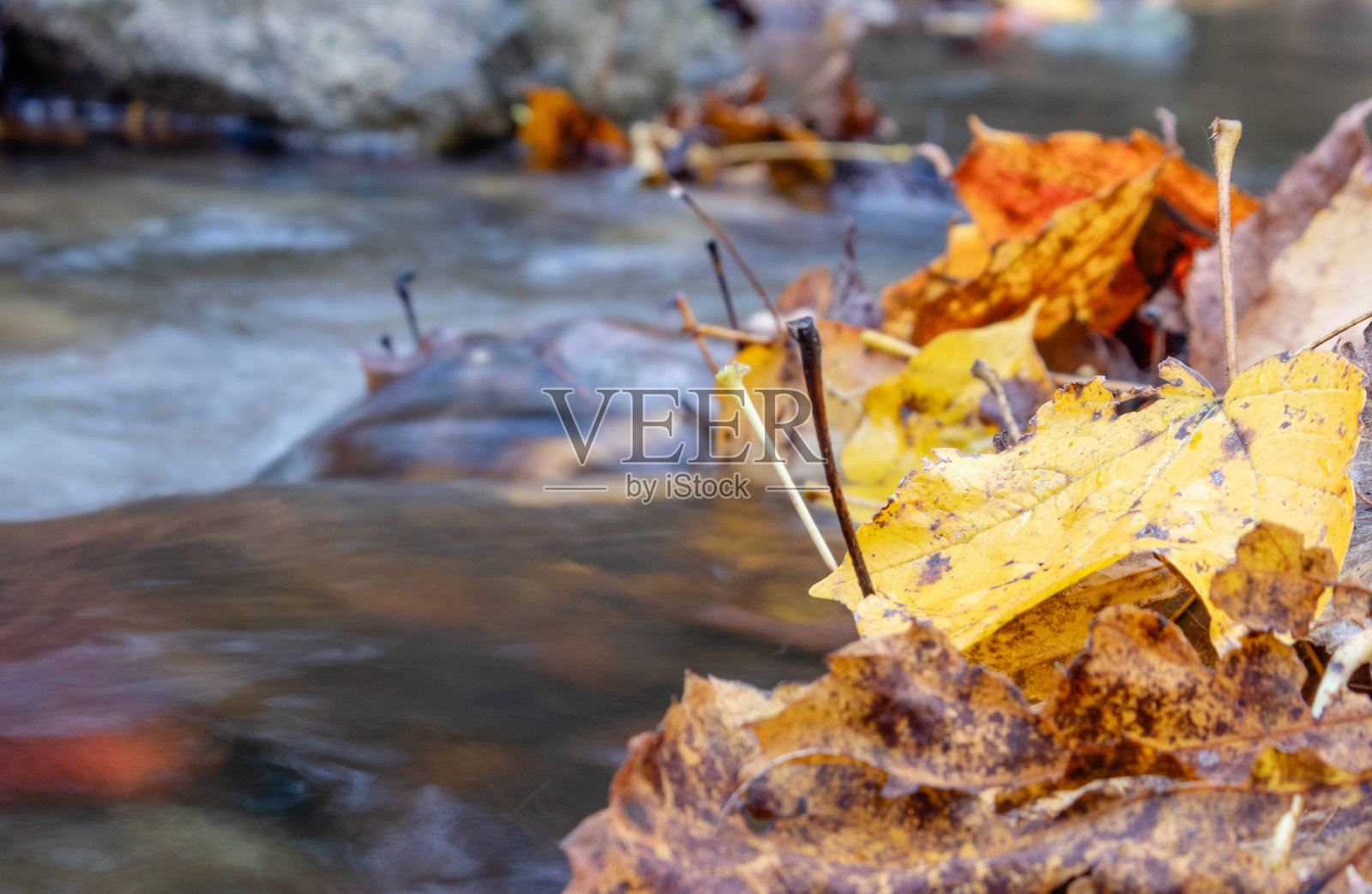 河岸上五颜六色的落叶照片摄影图片