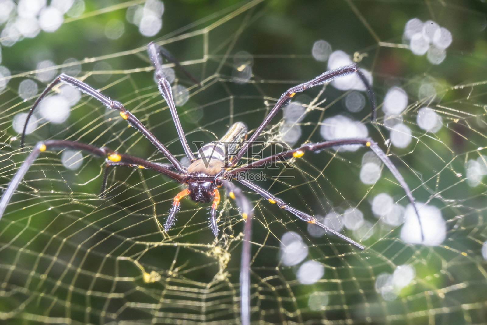 蜘蛛Nephila pilipes金球网蜘蛛在网状网的特写细节背景照片摄影图片