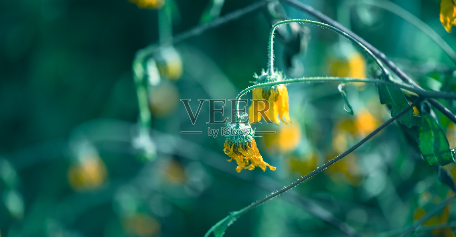 许多垂死的向日葵的景观。照片摄影图片