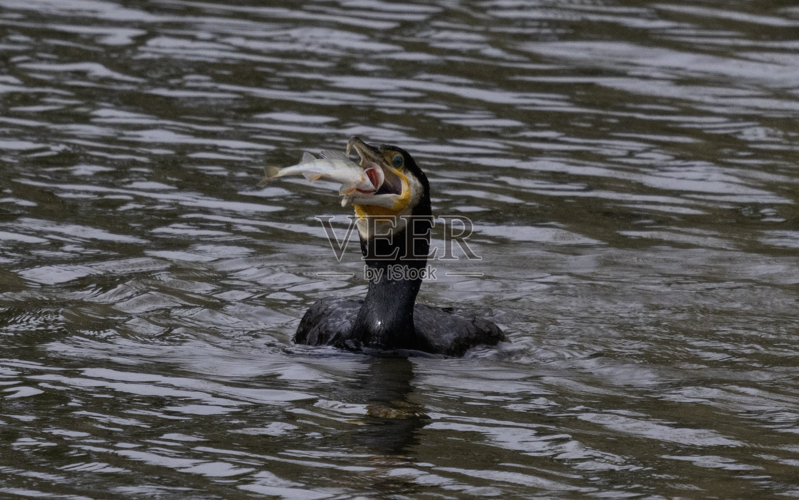 贪婪的人照片摄影图片