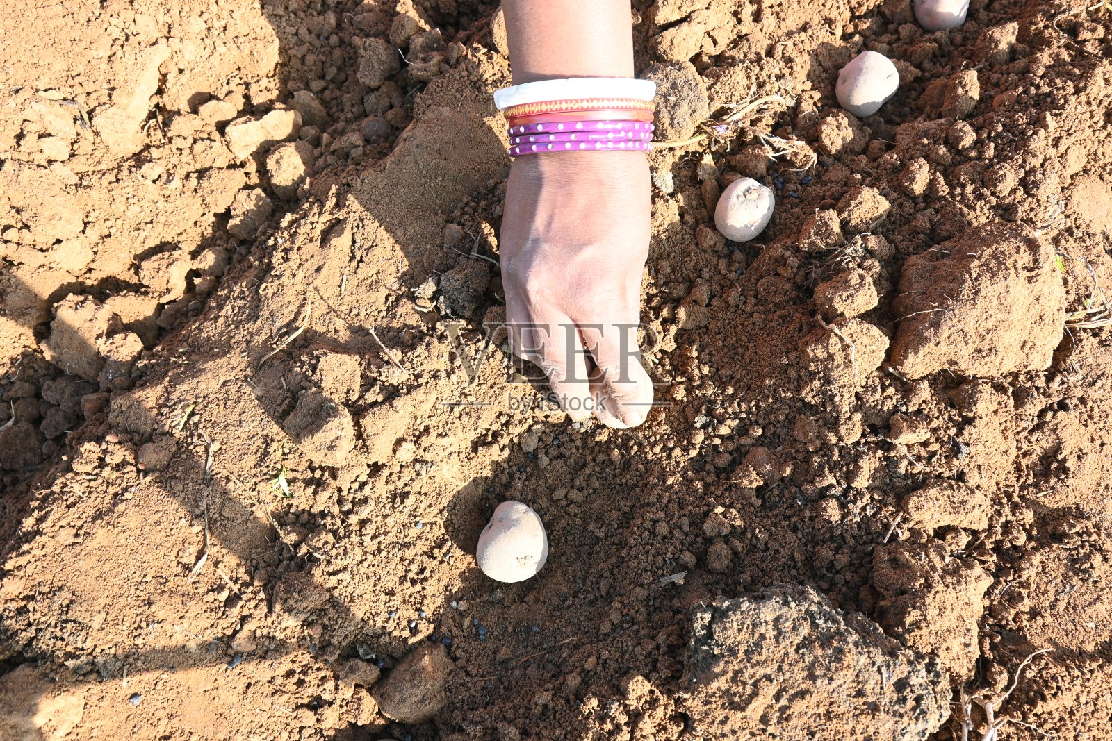 土豆种植。照片摄影图片