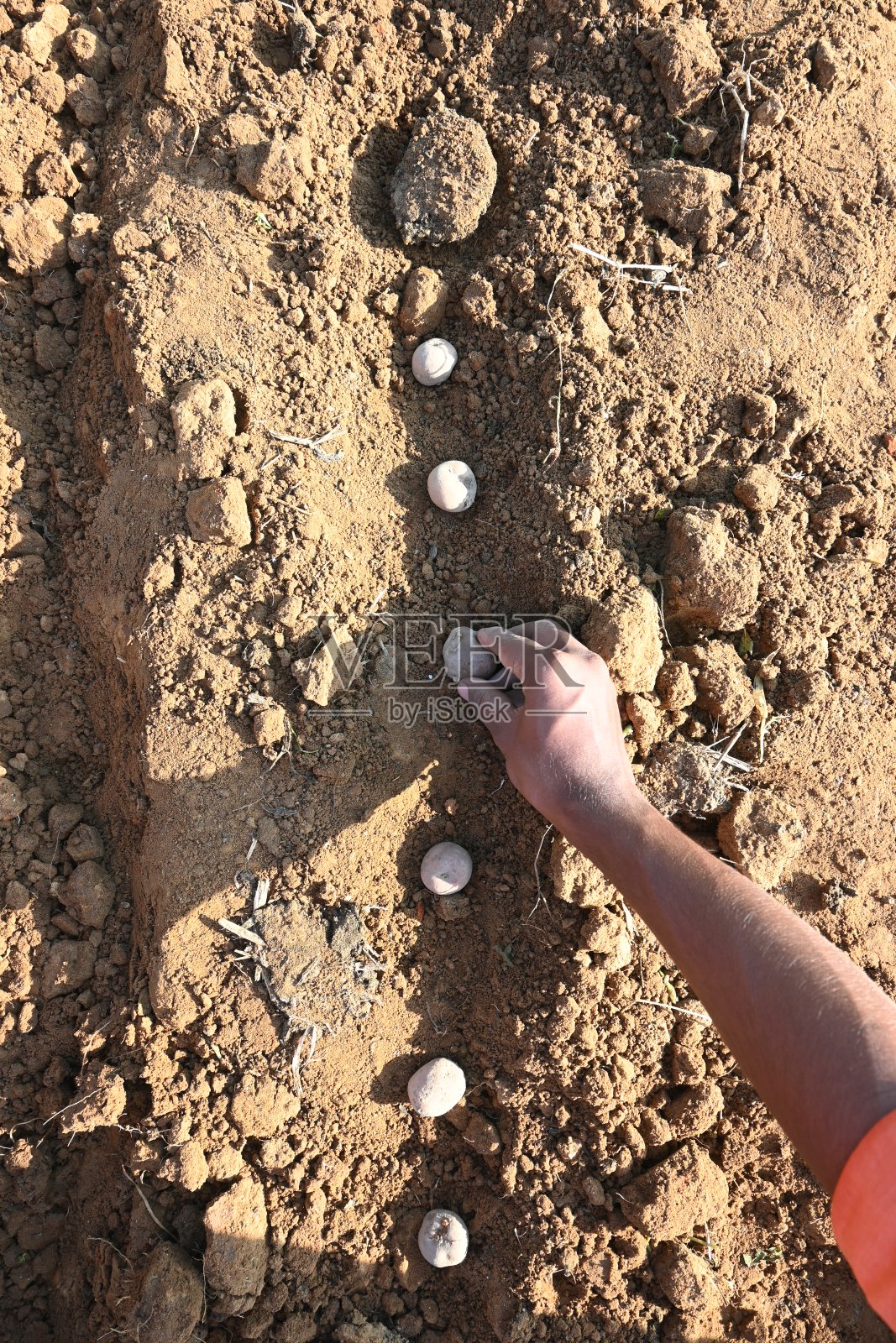 土豆种植。照片摄影图片