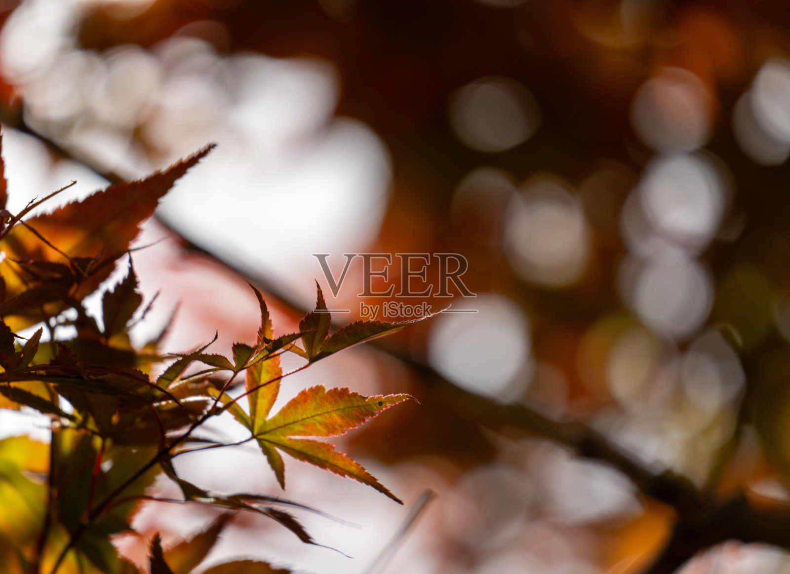 秋叶日本枫叶照片摄影图片