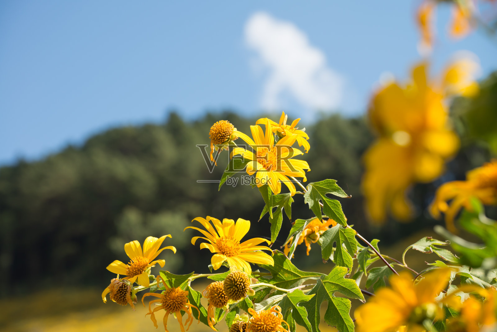 美丽的黄色墨西哥向日葵在山上小山与蓝天背景在阳光明媚的日子。照片摄影图片