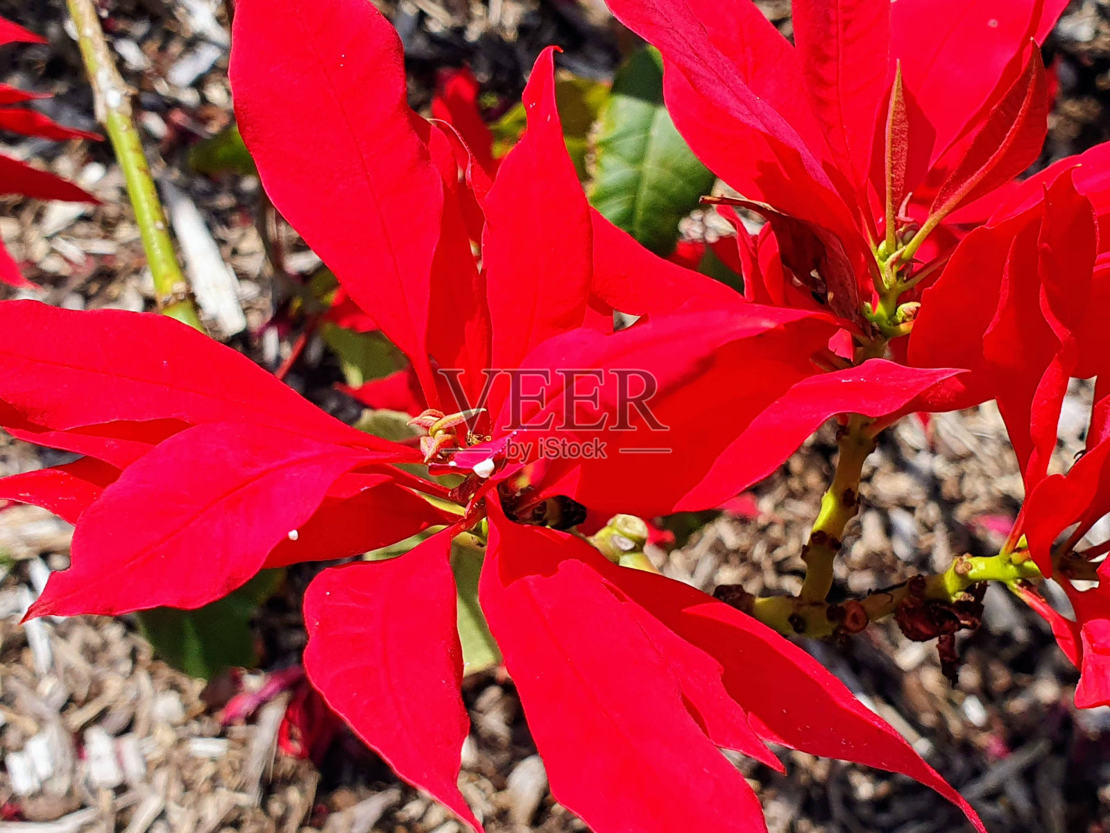 一品红照片摄影图片