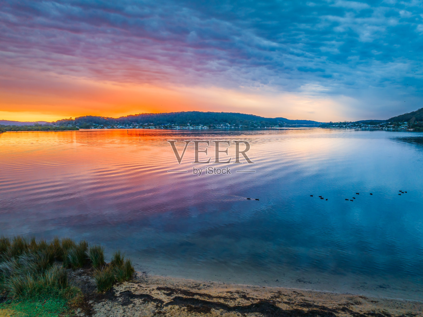 乌云遮住了海湾上的日出，有许多鸭子照片摄影图片