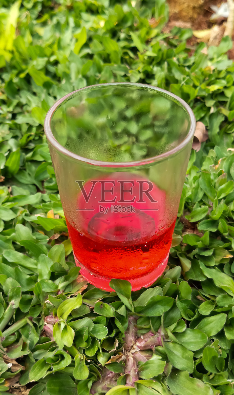 以庭院草为背景的饮水杯照片摄影图片