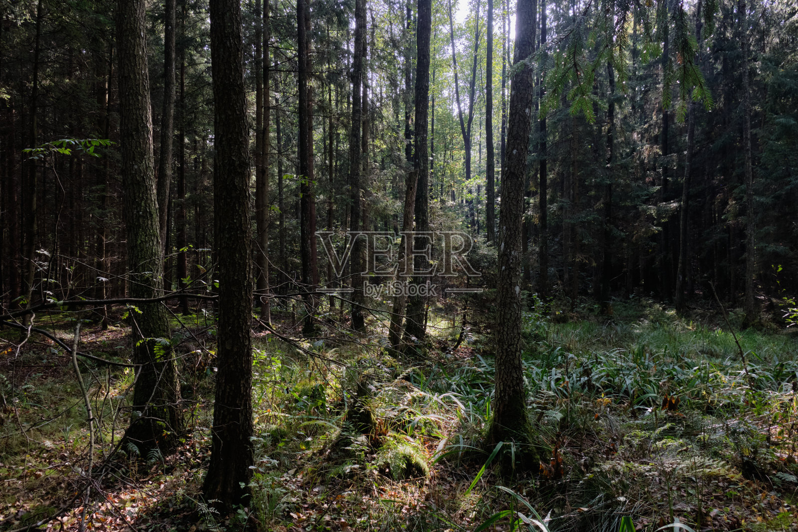 阳光进入丰富的落叶河岸林分照片摄影图片