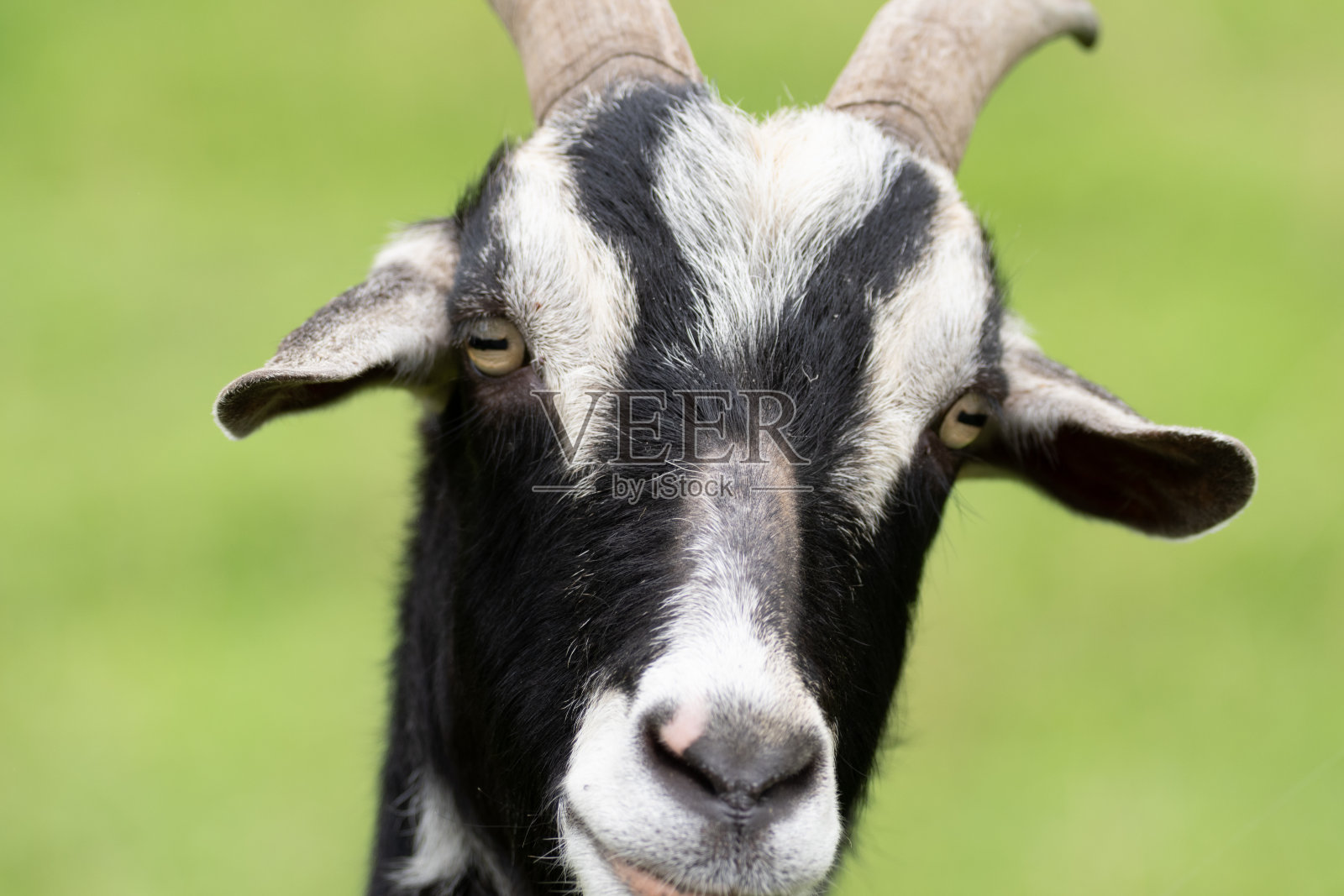 可爱的山羊照片摄影图片