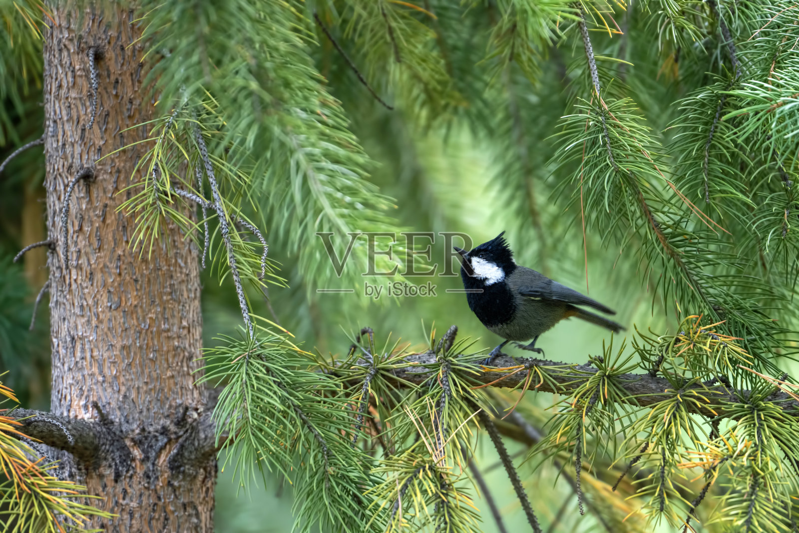 红颈山雀(学名:Periparus rufonuchalis)照片摄影图片