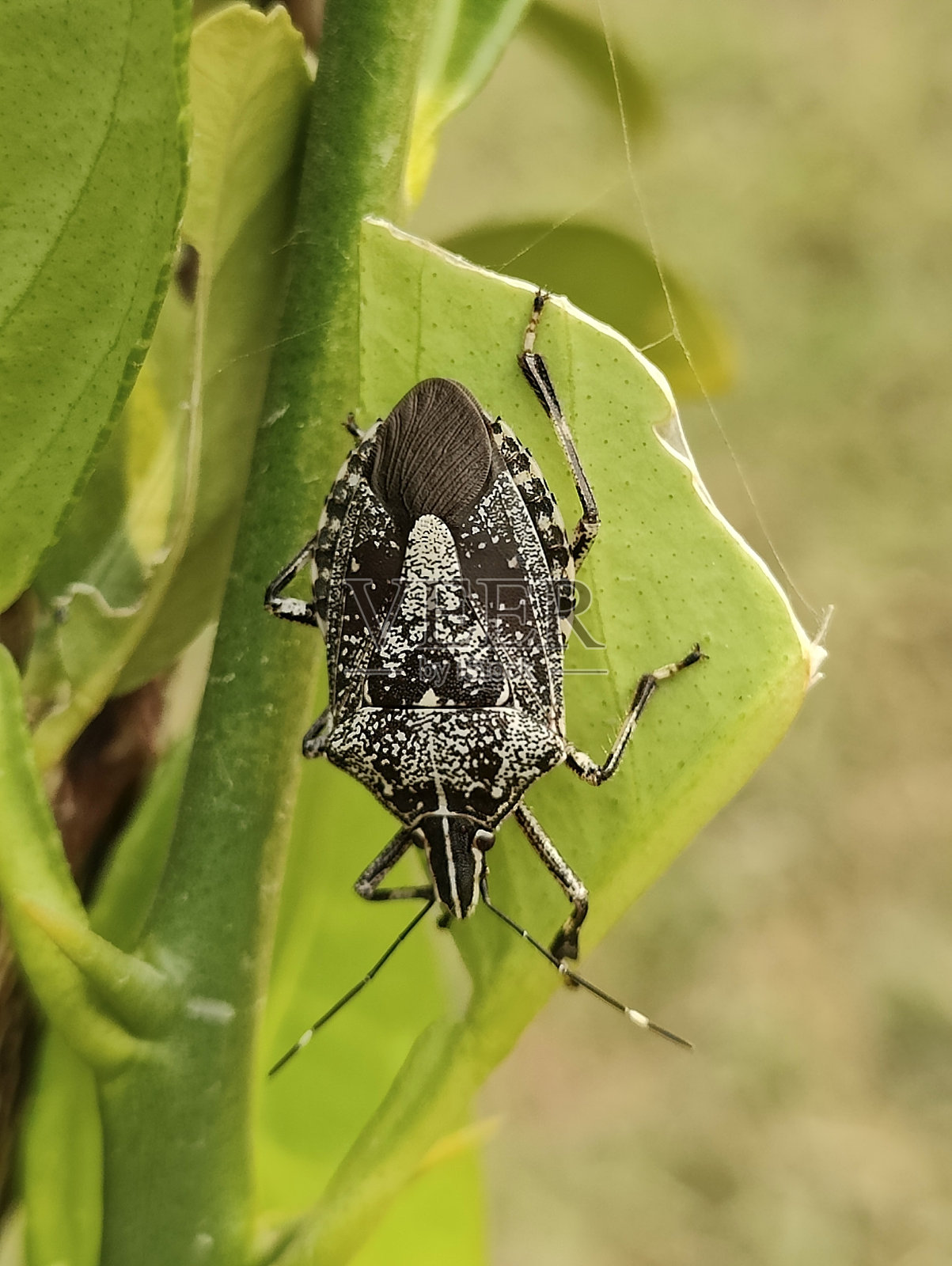白斑臭虫照片摄影图片