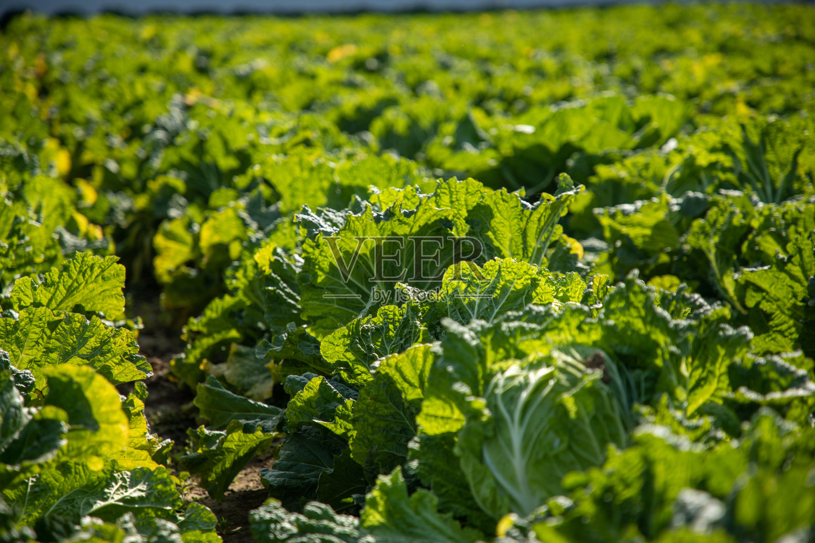 农业田地里的大白菜蔬菜行照片摄影图片