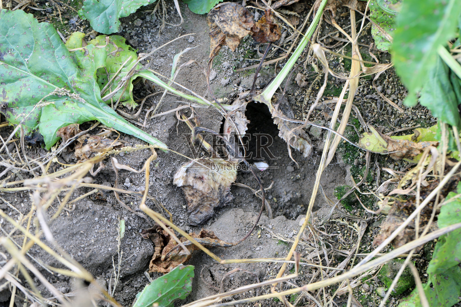 甜菜植株受损，被害虫——啮齿动物、田鼠、老鼠吃掉。照片摄影图片