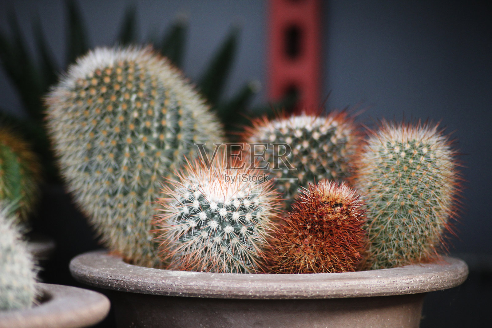 一盘小仙人掌照片摄影图片