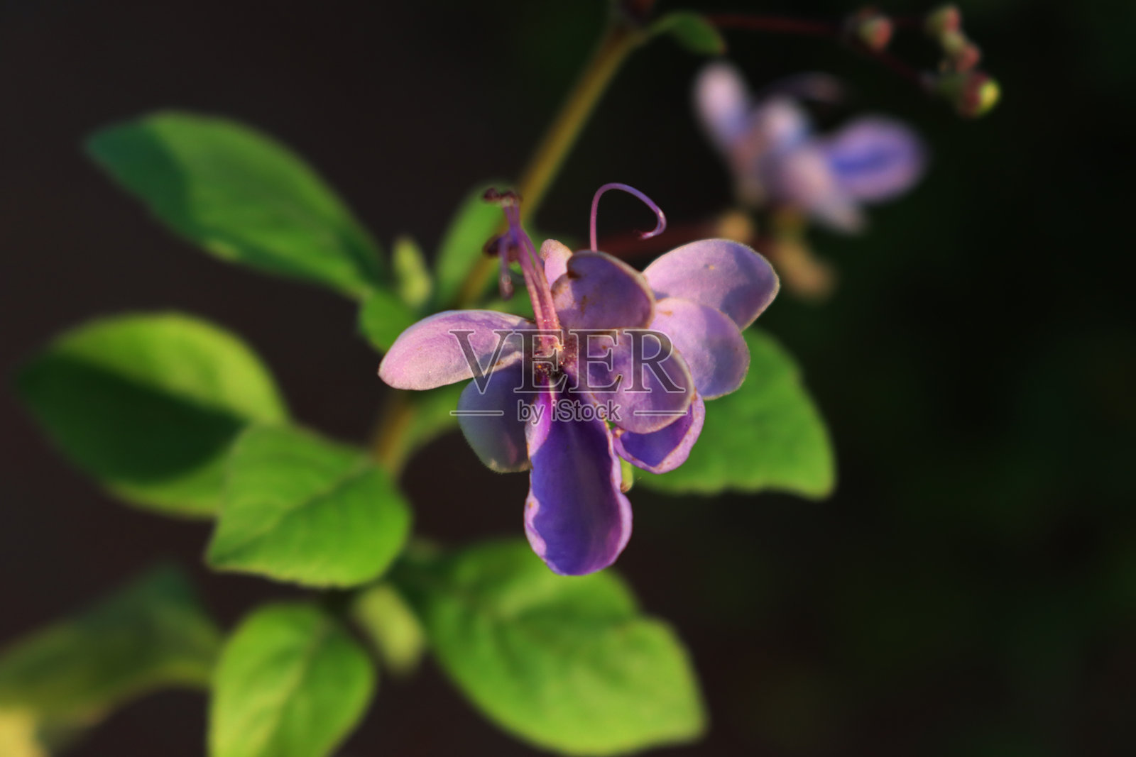 Clerodendrum myricoides。花形似蝴蝶的蔷薇照片摄影图片