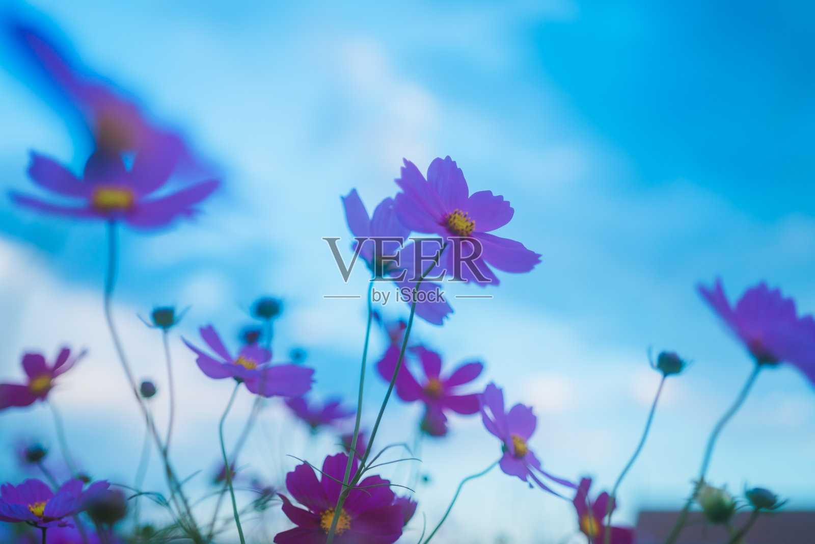 樱花盛开照片摄影图片