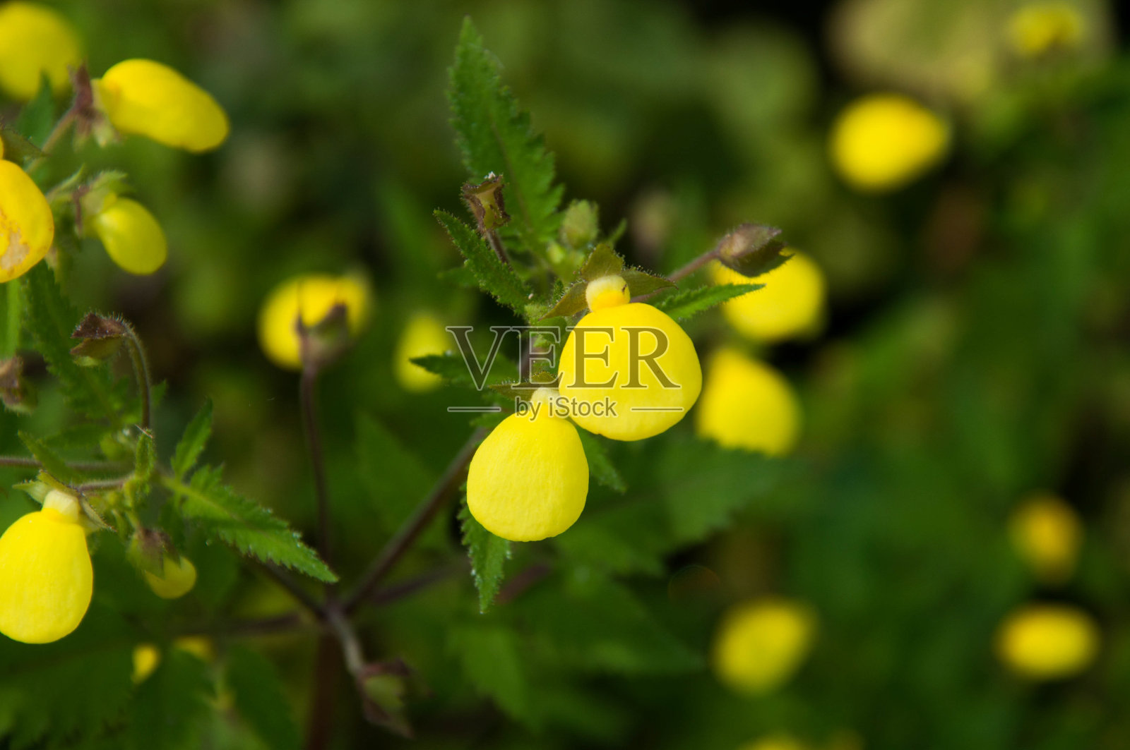 花园里美丽的野花照片摄影图片