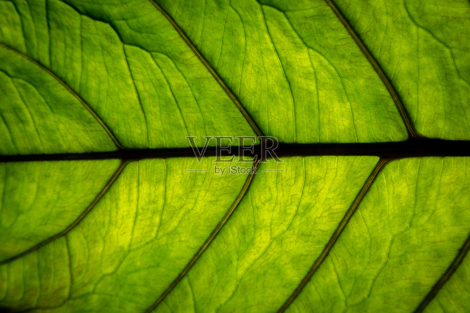 绿叶表面背景特写照片摄影图片