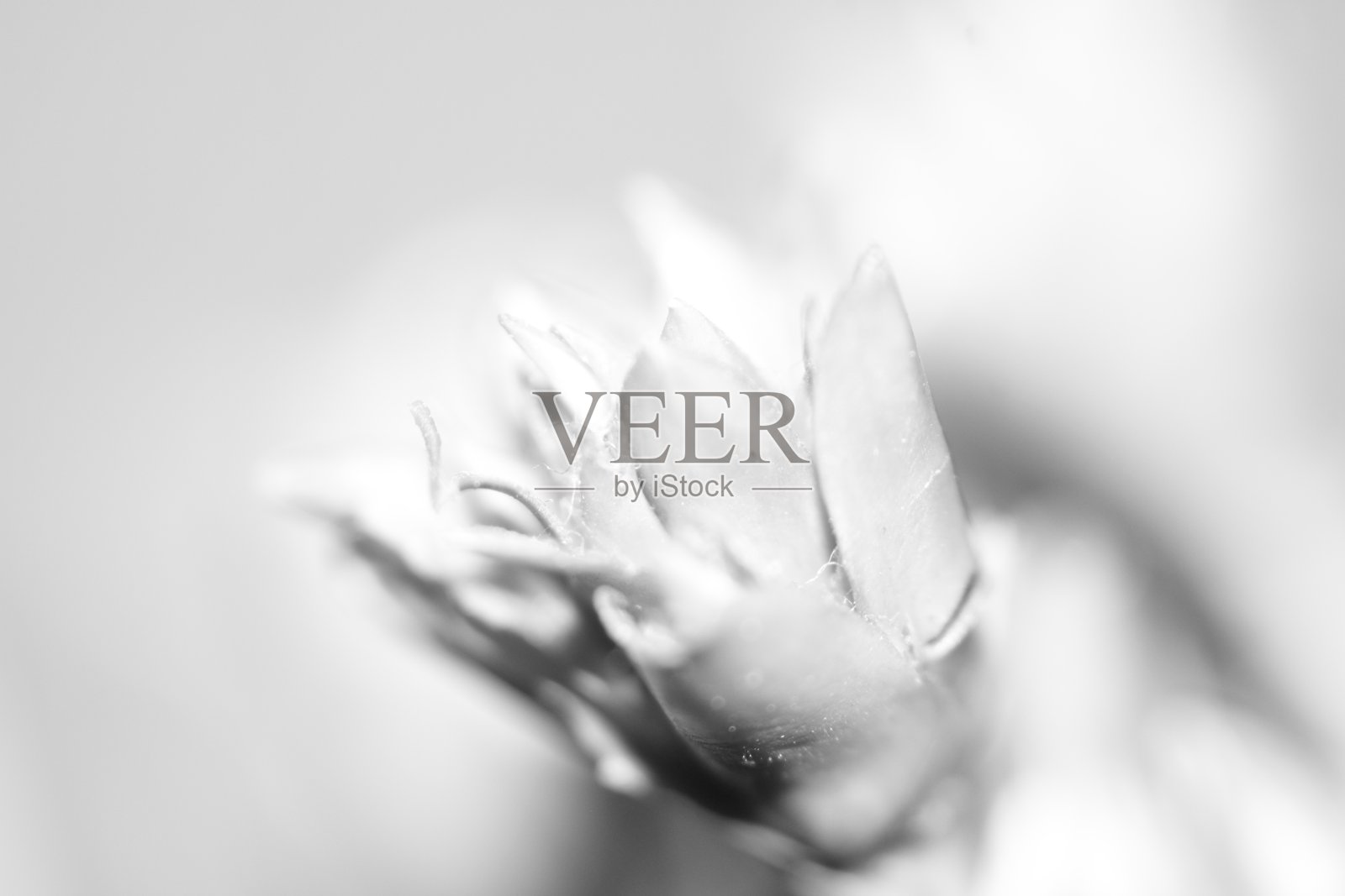 干花微距摄影。单色黑白调照片摄影图片