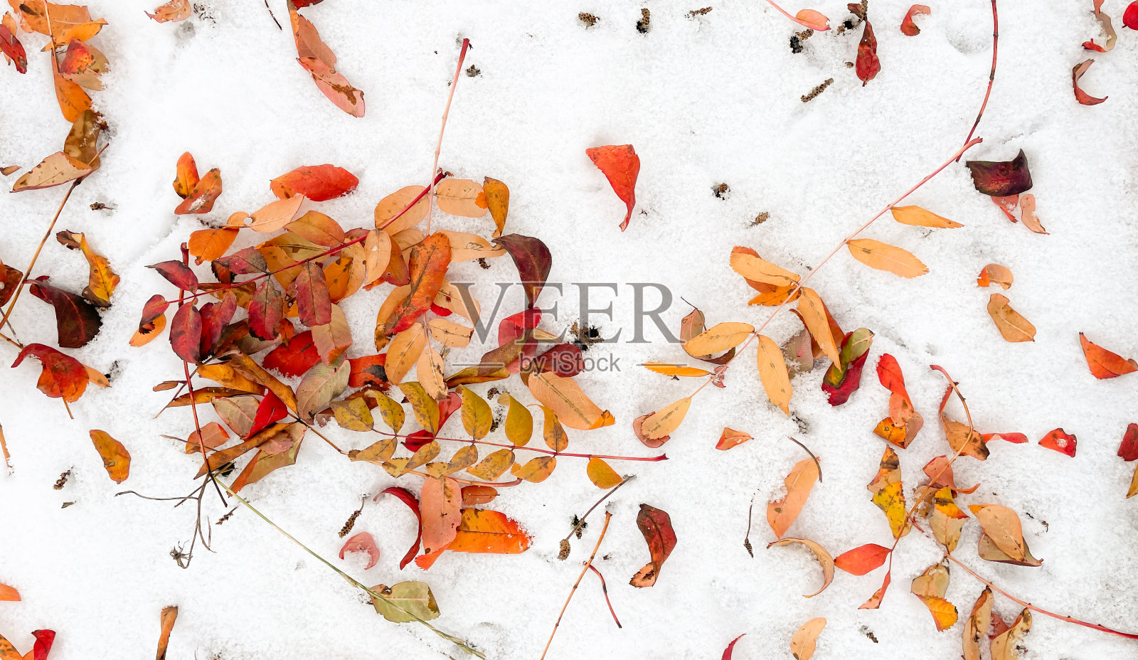 落在白色秋雪上的樱叶照片摄影图片