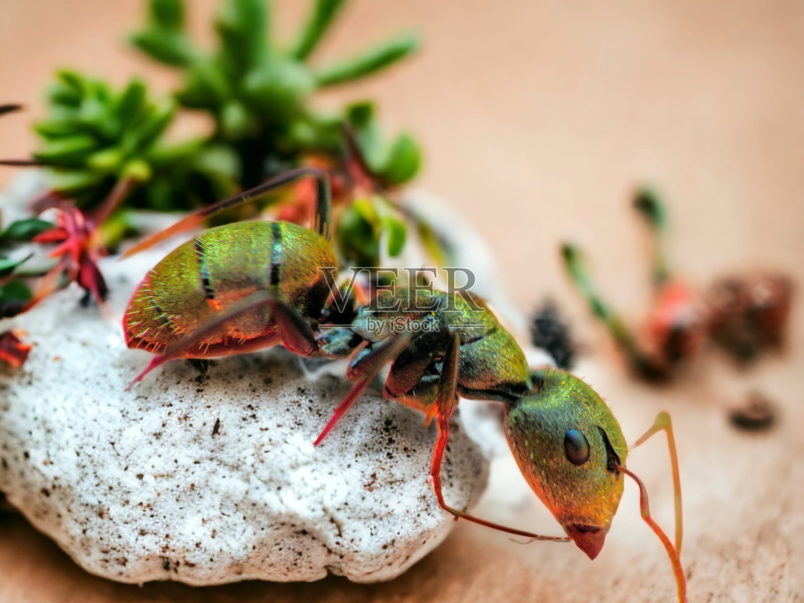 蚂蚁照片摄影图片