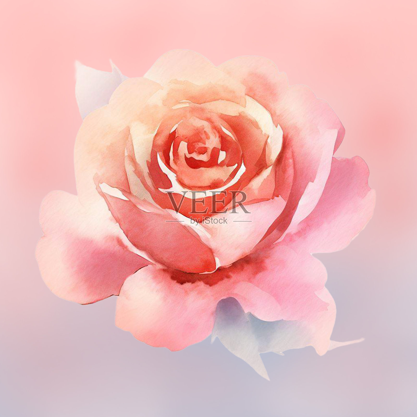 用水彩画的漂亮玫瑰花插画图片素材