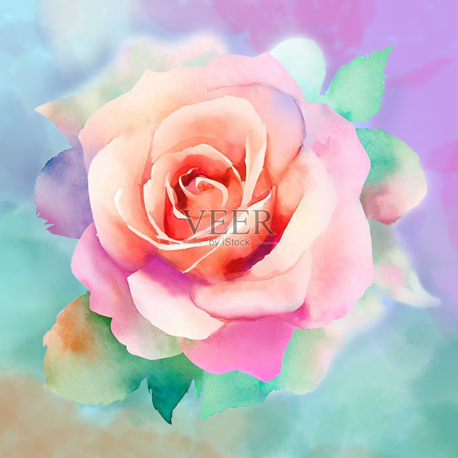 用水彩画的漂亮玫瑰花插画图片素材