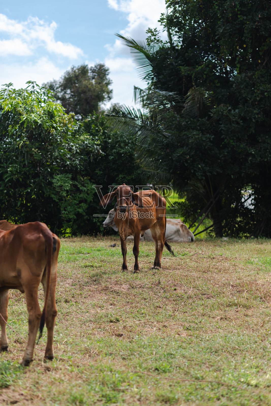 绿色田野上的奶牛。照片摄影图片