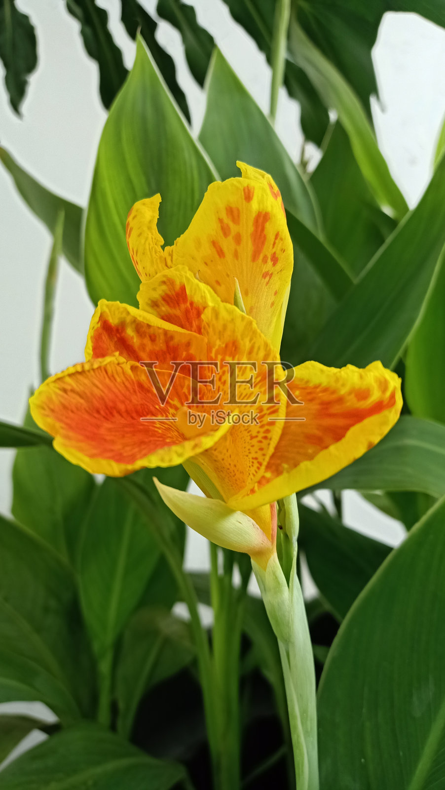 黄色和红色的橙色花美人蕉，分离在绿色背景的叶子。照片摄影图片