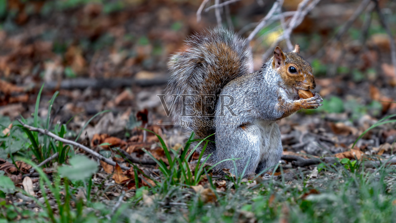 松鼠照片摄影图片
