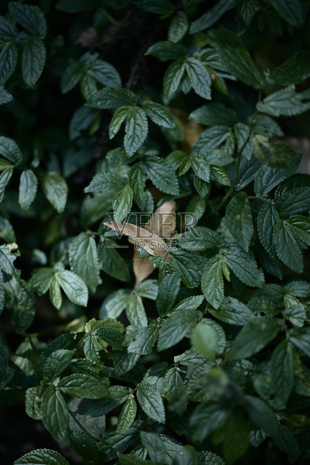 植物照片摄影图片