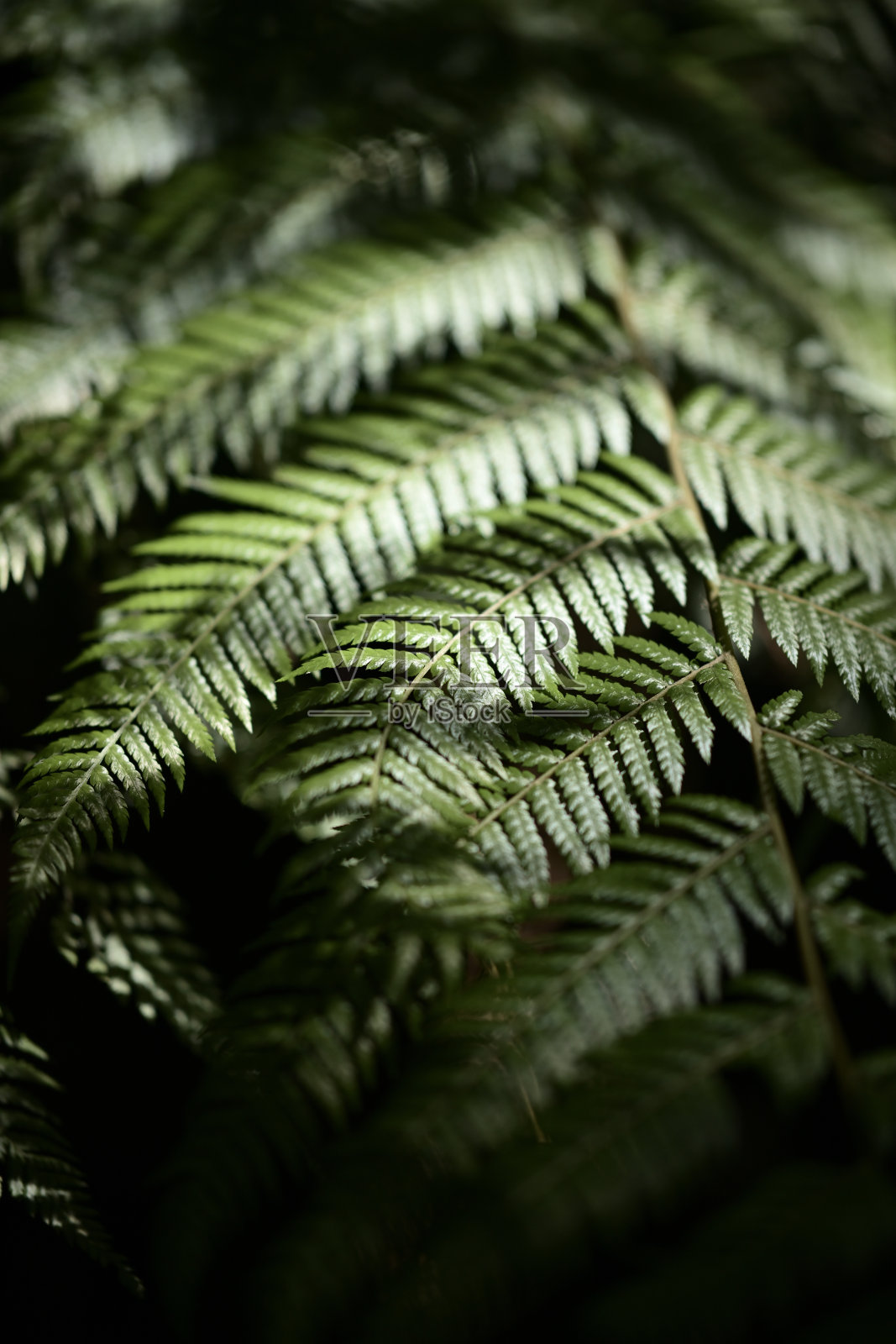 堪培拉的美景照片摄影图片