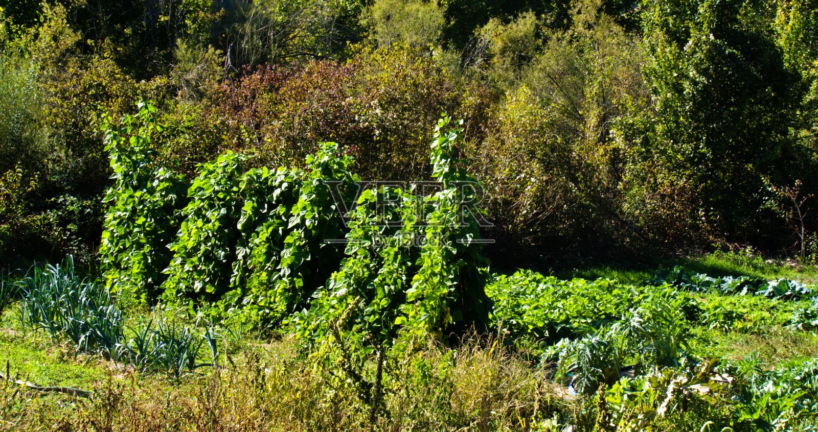 在西班牙纳瓦拉一个村庄的菜园里，照片摄影图片