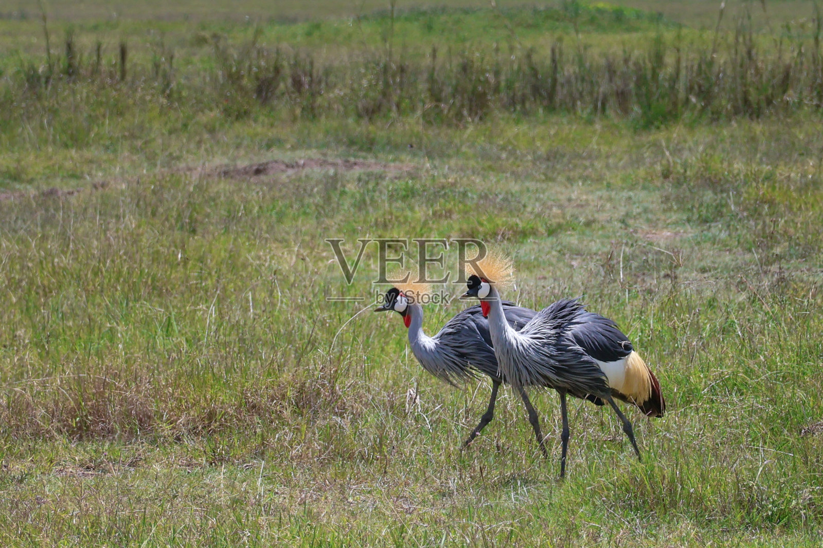 两只灰冠鹤一起在塞伦盖蒂公园散步照片摄影图片