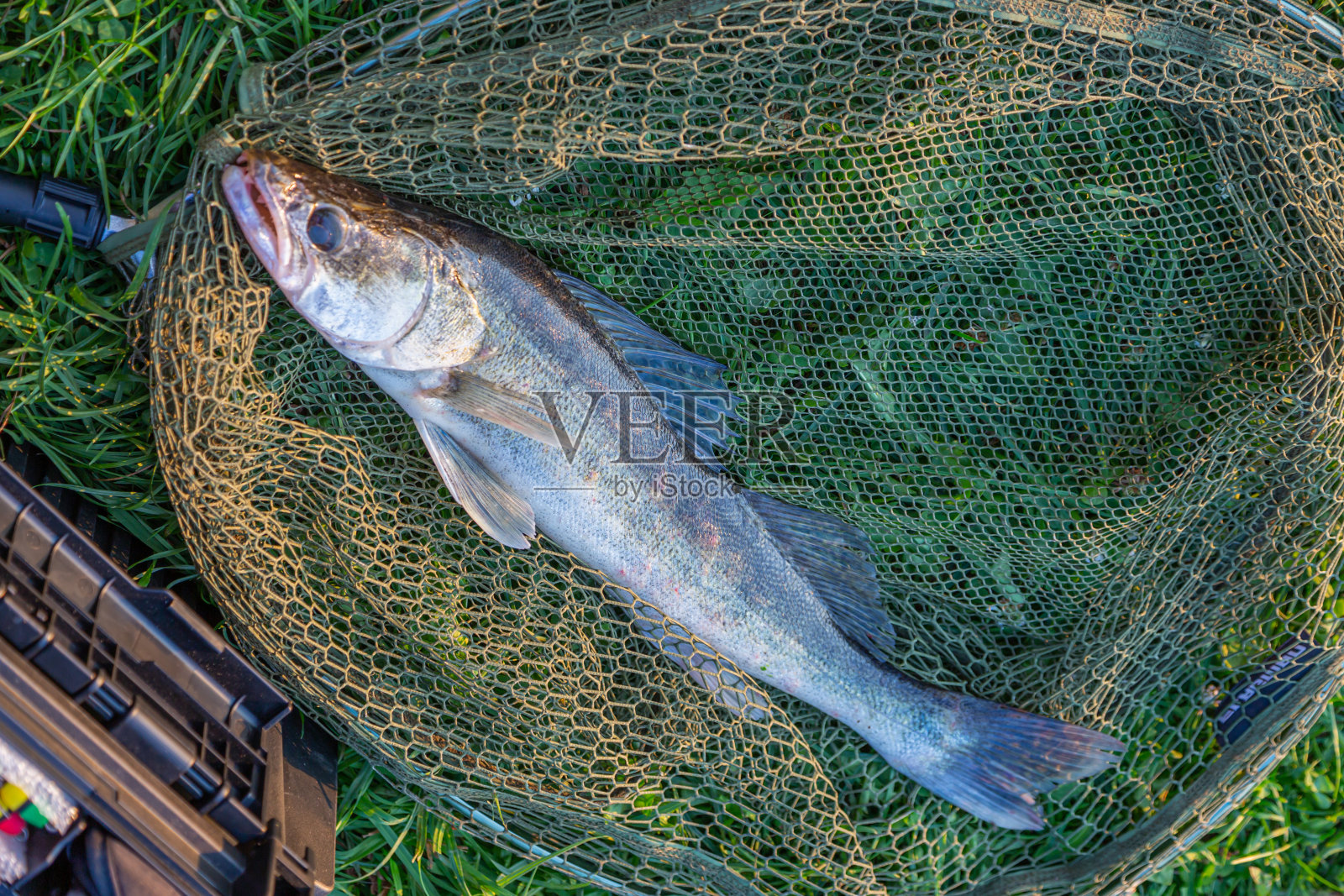 赞德肖像在着陆网。捕鱼理念，好渔获——大淡水鱼在渔网上渔获。照片摄影图片
