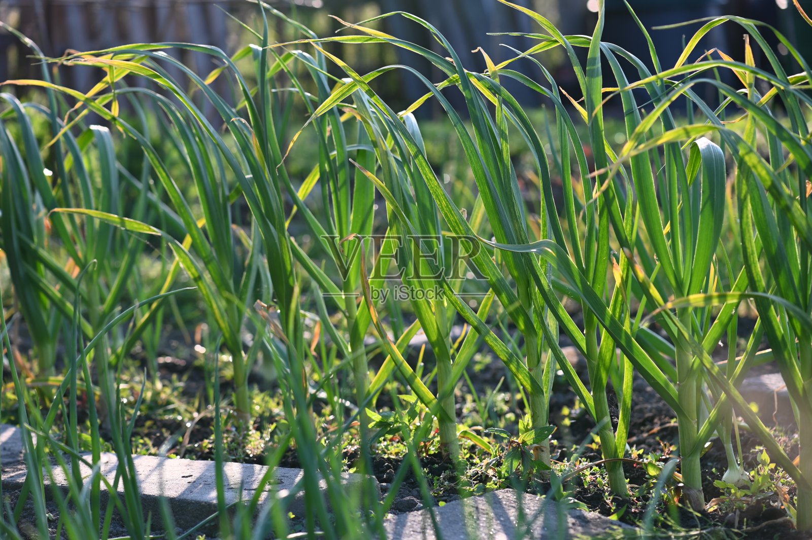 分配的花园照片摄影图片